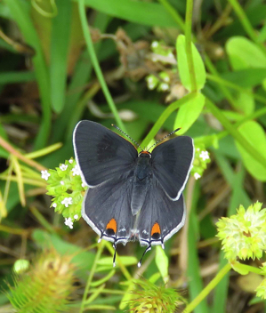 Gray Hairstreak female